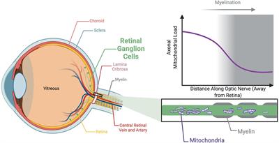 The Role of Mitochondria in Optic Atrophy With Autosomal Inheritance